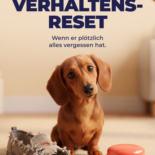 Der Verhaltens-Reset